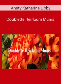 Amity Katharine Libby Doublette Heirloom Mums 250x343 1 | eSy[GB]