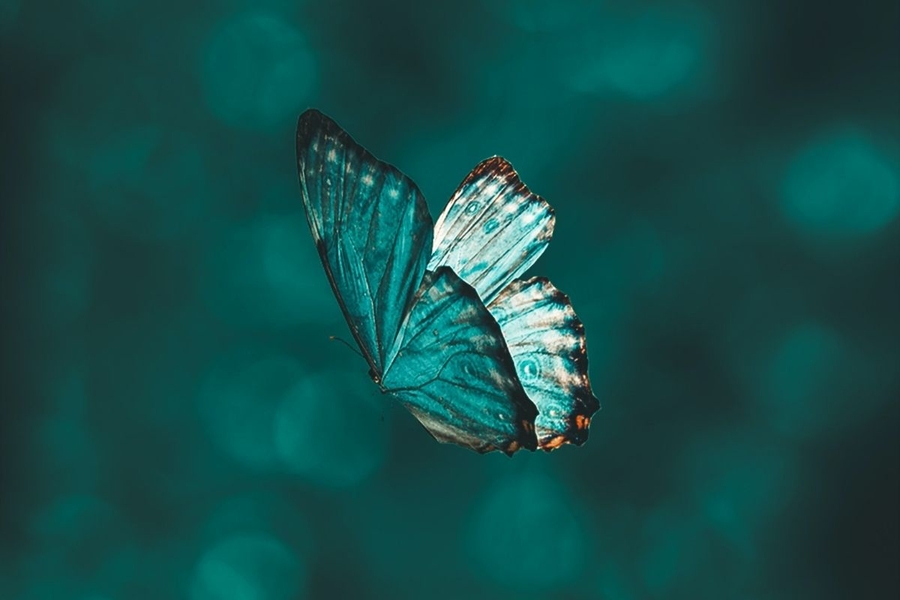 blue butterfly 1200x800 1 | eSy[GB]